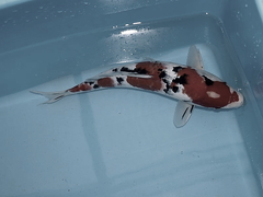 Killikus&reg; Fotographie